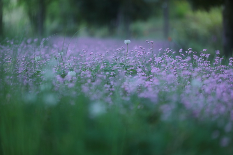 花愛しく_e0327649_07443644.jpg