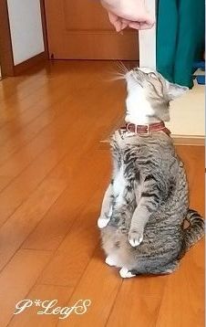 c0176651_17591090.gif