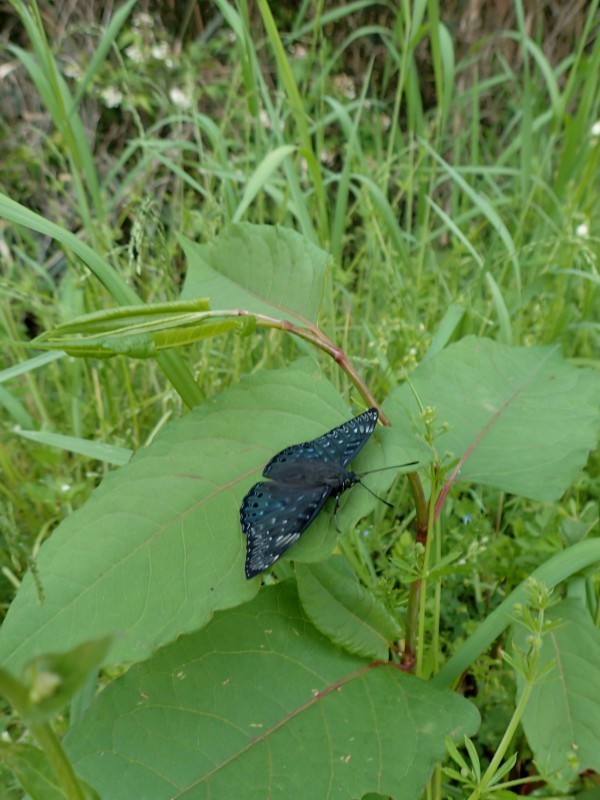 c0045352_15594113.jpg
