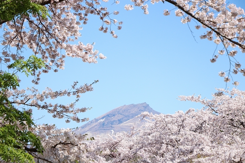 5月5日 森町 オニウシ公園の桜 2 そよ風のように