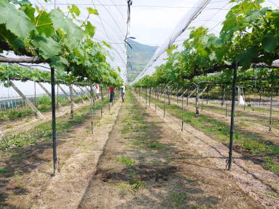 熊本ぶどう 社方園 順調に育つ様子と熊本農業大学の実習生(2019) 前編:匠の摘粒作業_a0254656_18062760.jpg