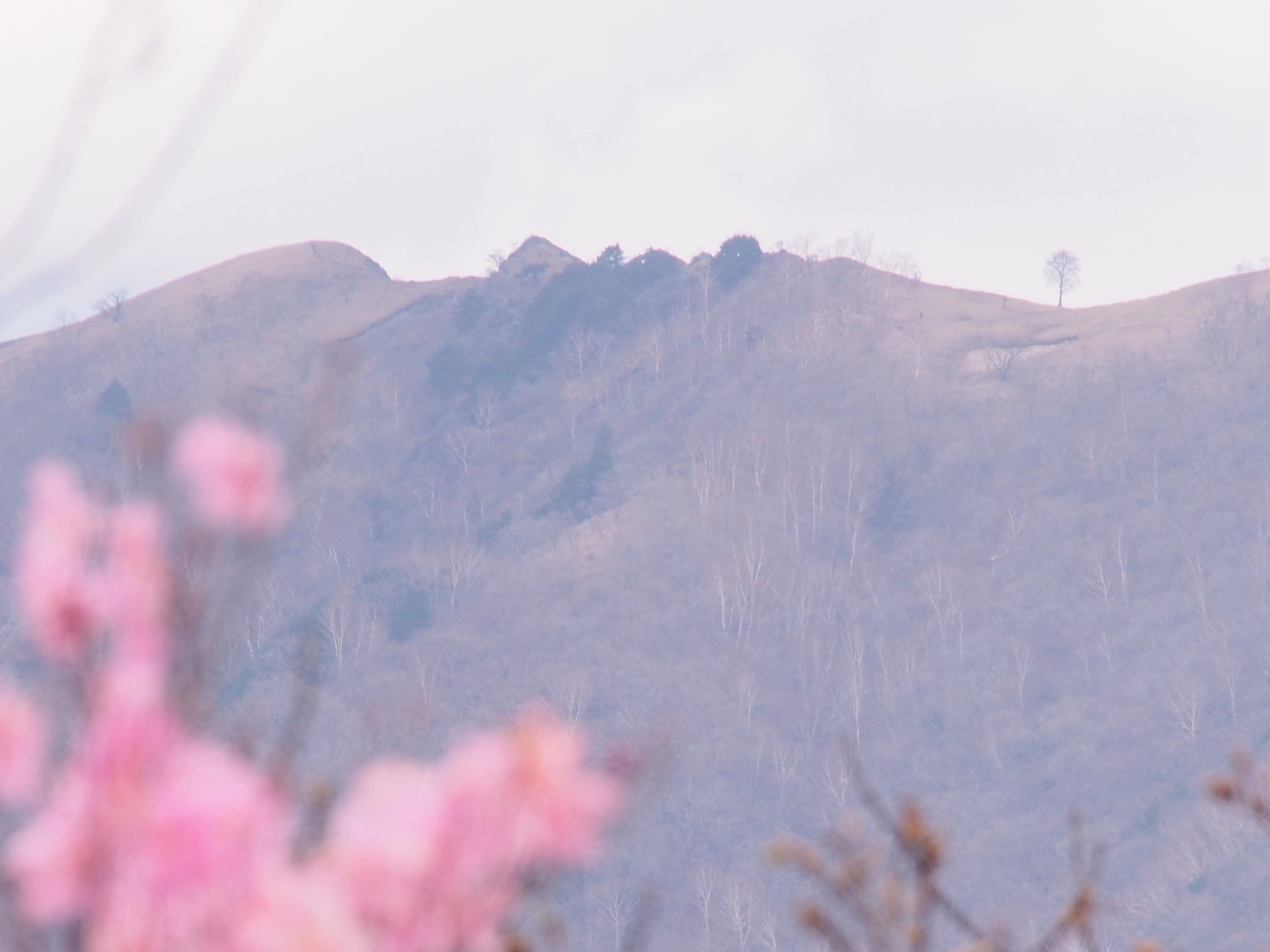 足尾の中倉山＆アカヤシオ満開の備前楯山　　2019.５.６（月）_b0335256_14343770.jpg