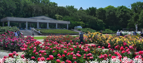 神代植物公園 春のバラフェスタ 講演会 花の香りの魅力 駒場バラ会咲く咲く日誌