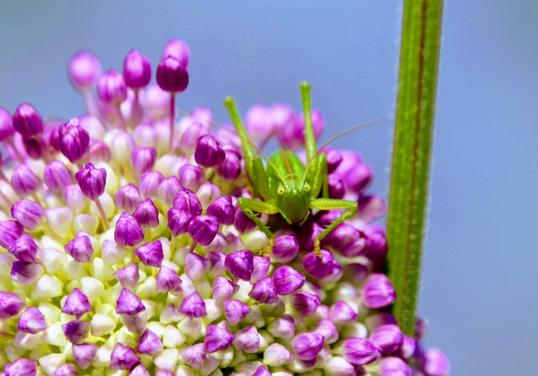 a0248459_12492998.jpg