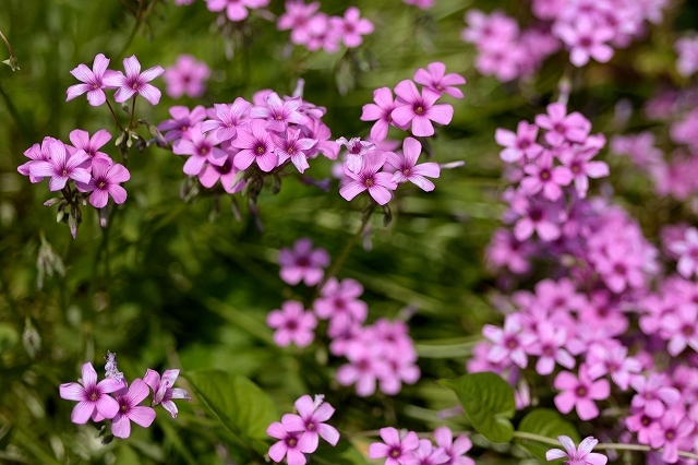 a0016161_17443074.jpg