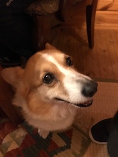 今日のわんこ_c0349363_16204802.jpg