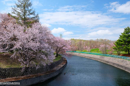 聖台ダムの桜~令和元年5月の美瑛_d0340565_20281545.jpg