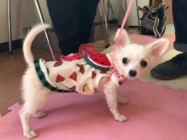 パピー教室(2018・5・11)_e0367571_18241071.jpg