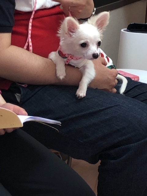 パピー教室(2018・5・11)_e0367571_18255475.jpg