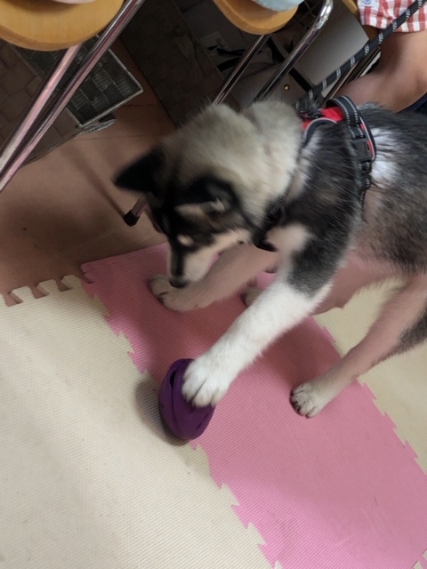 パピー教室(2018・5・12)_e0367571_21144714.jpg