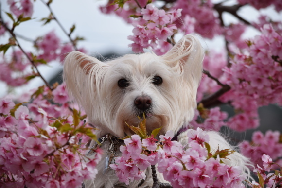 ♪ ダニエル 桜&#127800;のトンネル綺麗だね～(*^。^*) ♪_b0242873_00061946.jpg