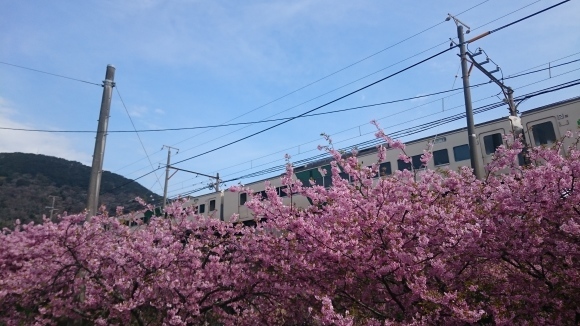 ♪ ダニエル 桜&#127800;のトンネル綺麗だね～(*^。^*) ♪_b0242873_00091994.jpg