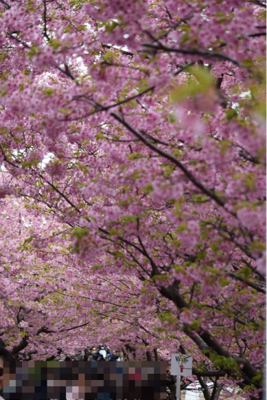 ♪ ダニエル 桜&#127800;のトンネル綺麗だね～(*^。^*) ♪_b0242873_23283917.png