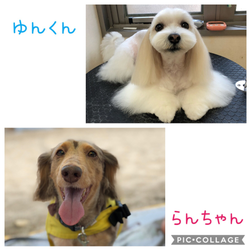 新入社員トリマーの江藤です♩_f0357682_12392667.jpg