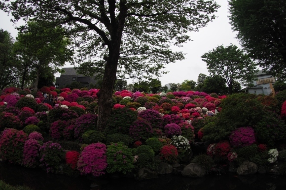 根津神社_a0356791_09393840.jpg