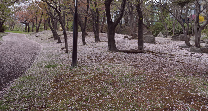 緑道公園の八重桜・・2_d0162994_08492124.jpg