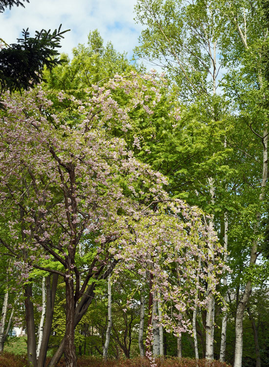 緑道公園の八重桜・・2_d0162994_08591648.jpg