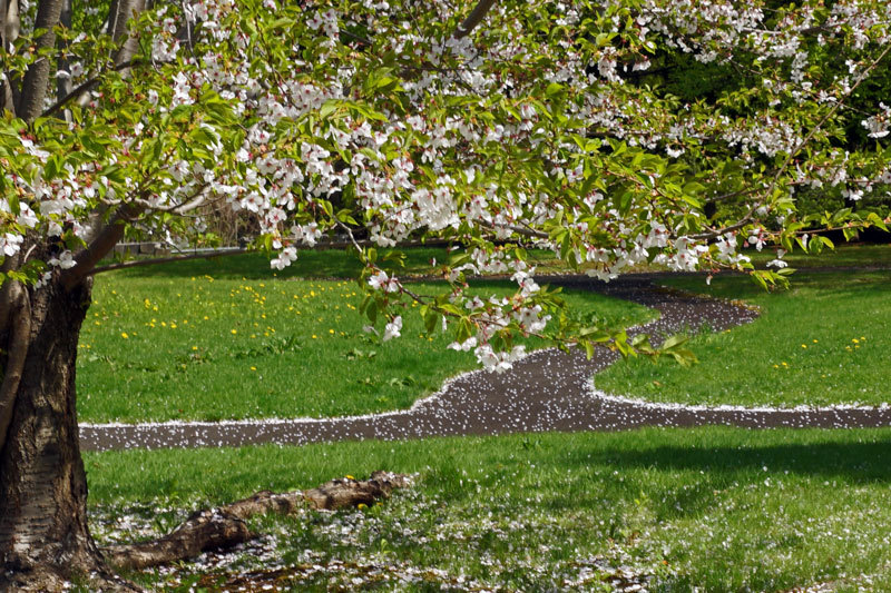 緑道公園の八重桜・・2_d0162994_10414694.jpg