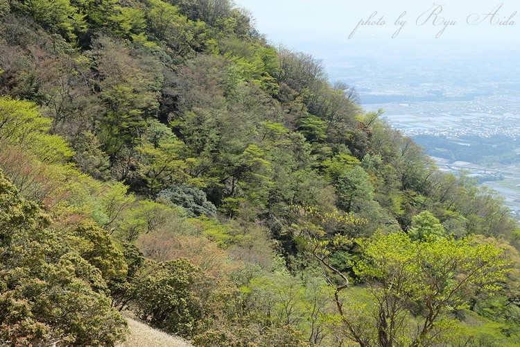 入道ヶ岳から下山_f0332795_22113915.jpg