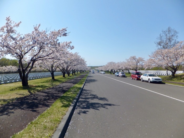 君は桜を見たかい？_c0226202_21220779.jpeg