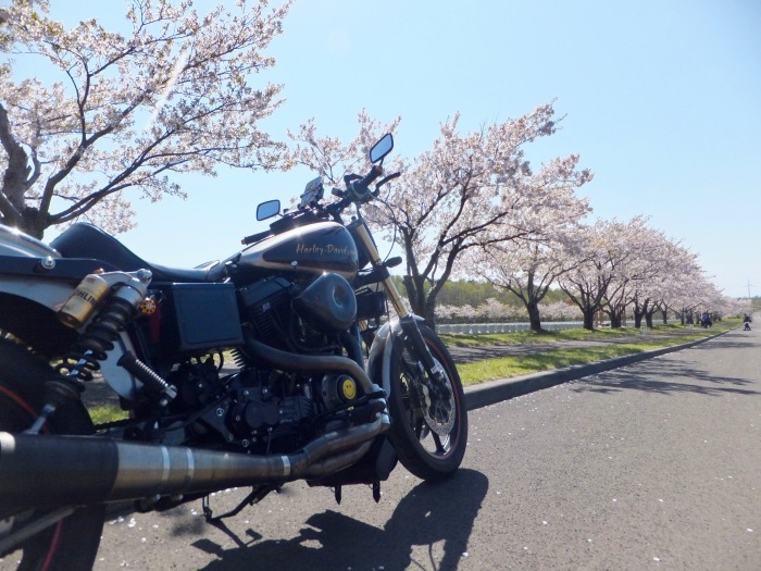 君は桜を見たかい？_c0226202_21221102.jpeg