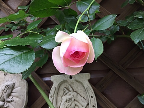 d0046702_07125430.jpg