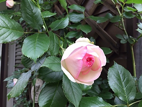 d0046702_07130369.jpg