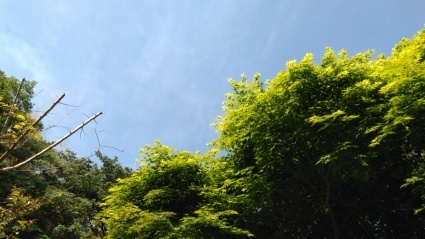 5月のさわやかな風にさそわれて_c0280108_06262298.jpg