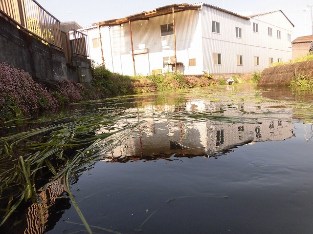 各町内の担当区間によって人数の過不足を調整する必要を感じた田宿川の川そうじ_f0141310_07495124.jpg