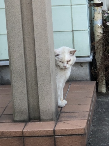 蒸し暑い京都_d0184114_22083252.jpeg