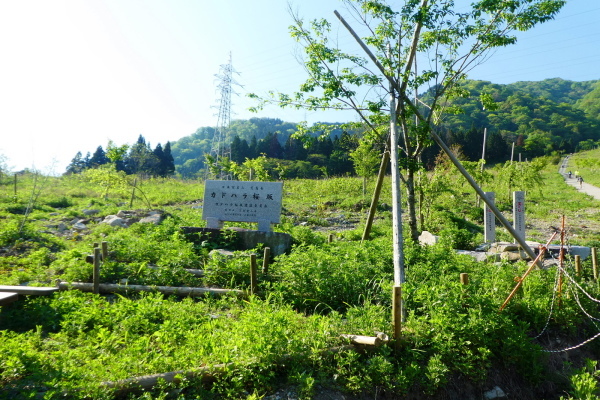 日本百名山　荒島岳 (1,523.4M)  山開き参加_d0170615_09442018.jpg