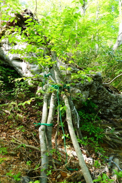 日本百名山　荒島岳 (1,523.4M)  山開き参加_d0170615_09452889.jpg