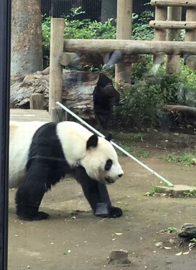 数十年ぶりの動物園_e0234016_17190160.jpg