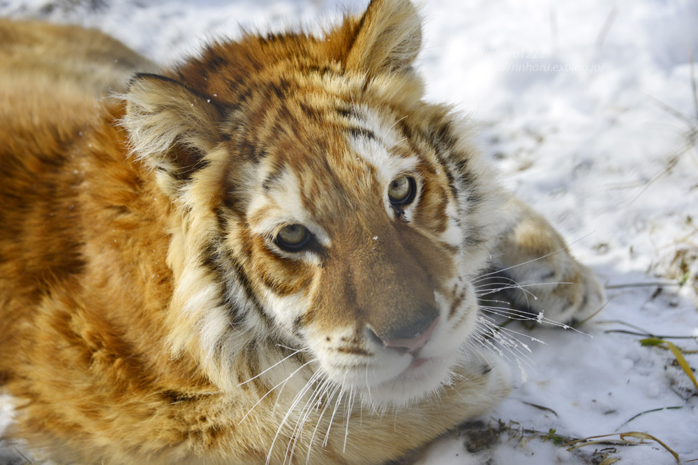 5月12日 リラちゃまお誕生日おめでとう 東北サファリパーク 青空に浮かぶ月を眺めながら