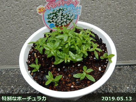 e0033229_1895121.jpg