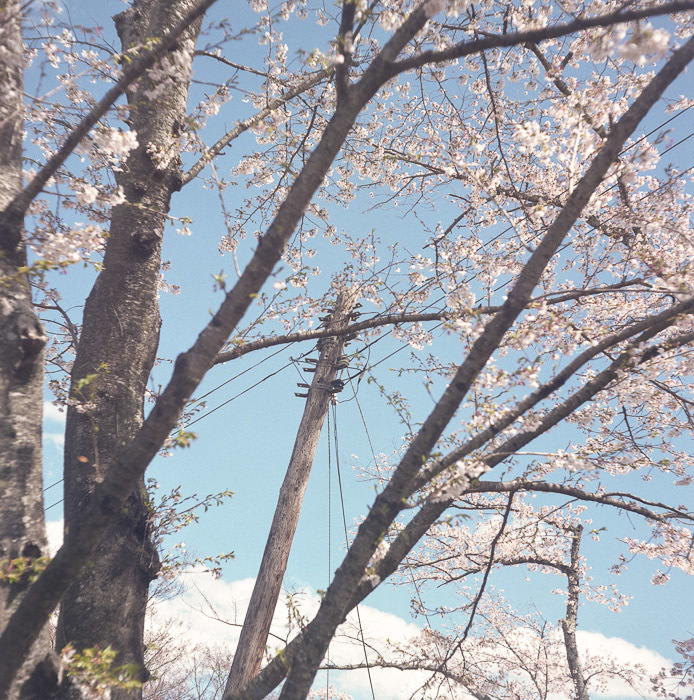 昭和を演出する桜の中の木柱（電柱）_f0265234_22160727.jpg