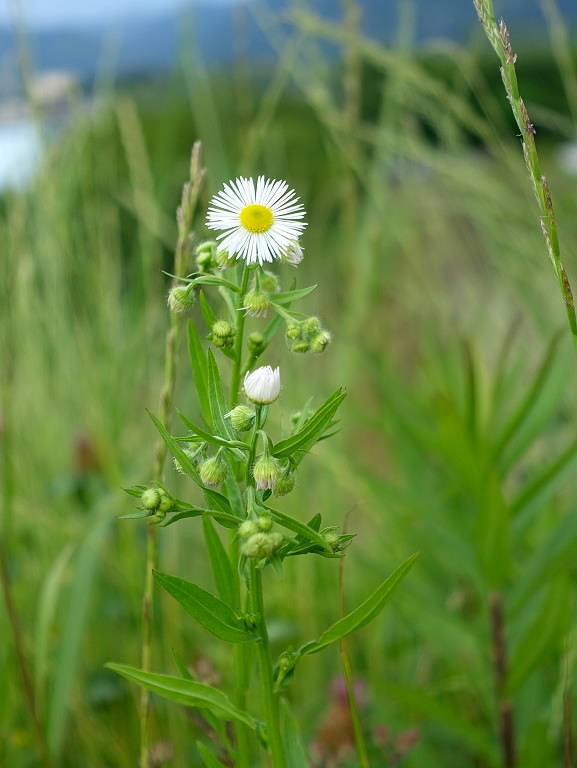 ヒメジョオンの花 白秋の黄昏