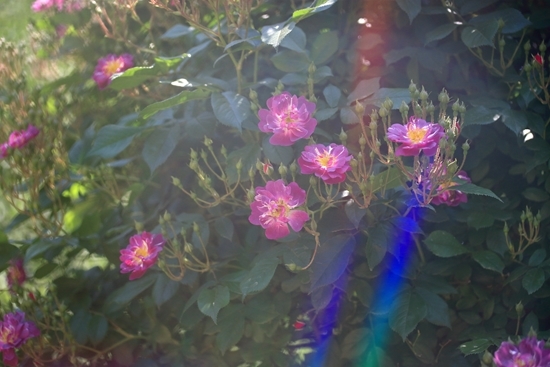 c0229539_15340013.jpg