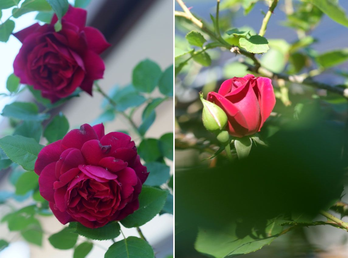光が美しくなってきたお庭にバタースコッチが咲いた日 5月7日 Reon With Lr Roses 光が美しくなってきたお庭にバタースコッチが咲いた日 5月7日 Reon With Lr Roses