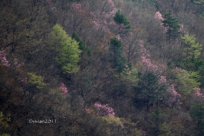 奥日光に遅い春がやって来た　～桜とツツジ、そして野鳥～_e0227942_21343051.jpg