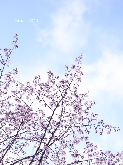 奥日光に遅い春がやって来た　～桜とツツジ、そして野鳥～_e0227942_21535386.jpg