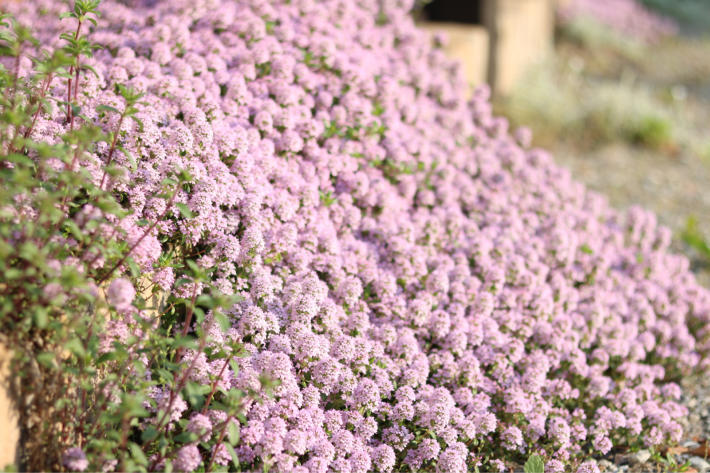 ピンクの小花の絨毯 My Small Garden Sugar Plum