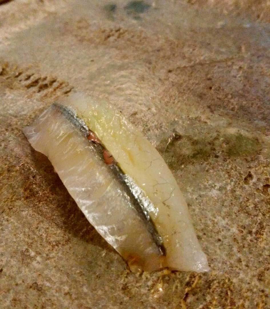 「きく家」さんでお寿司食べました!_d0377645_22053056.jpg