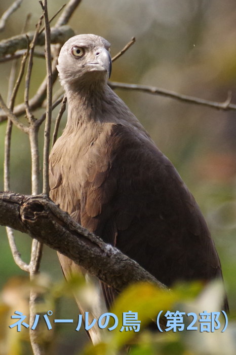 ネパールの鳥（第2部）_b0144049_13550155.jpg