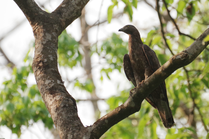 ネパールの鳥（第2部）_b0144049_14431682.jpg