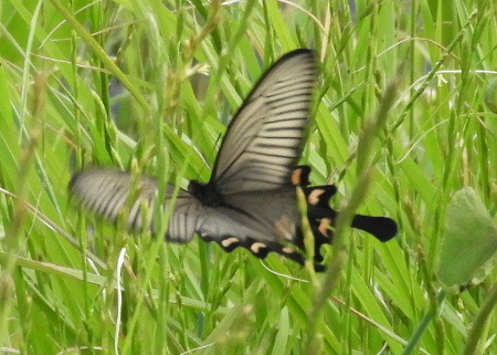 e0172950_21032052.jpg