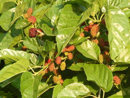 e0172950_21035125.jpg