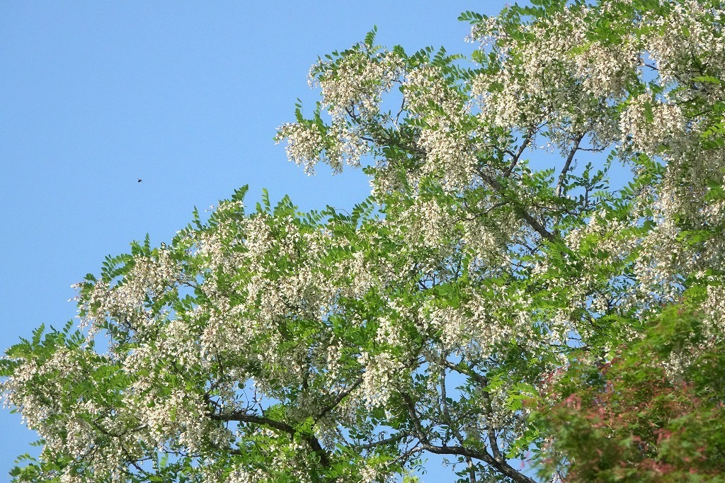 b0236251_11435533.jpg