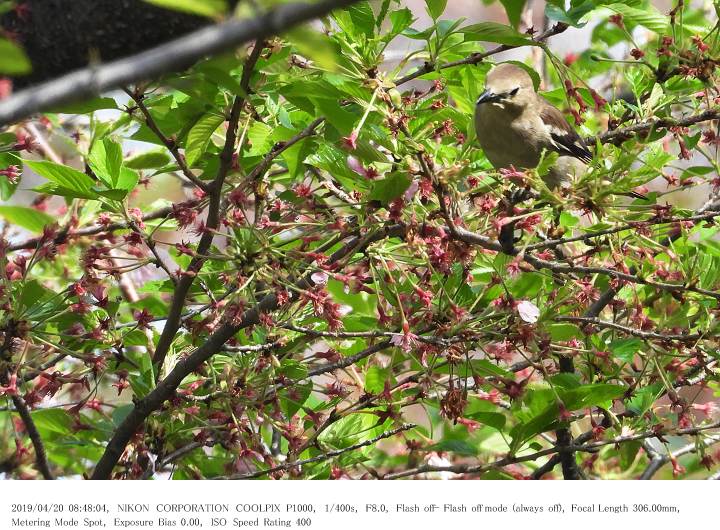 さくら草公園 2019.4.20(1)_c0062451_1191864.jpg