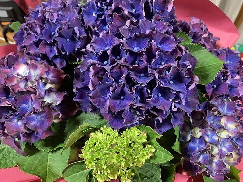 紫色の紫陽花_c0327752_10362092.jpg